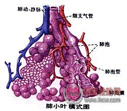 间质包括结缔组织及血管,淋巴管和神经等.