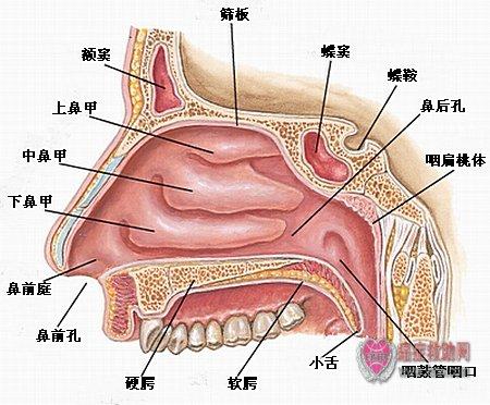 鼻腔的正常结构