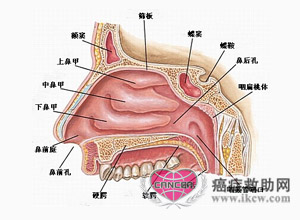 鼻腔的正常结构