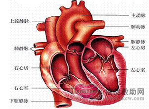 心脏的解剖生理
