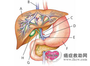 如果肝上界的位置正常,如果在右肋缘下触及肝脏,则为病理性肝肿大